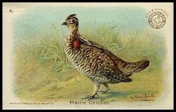 J3 4 Prairie Chicken.jpg